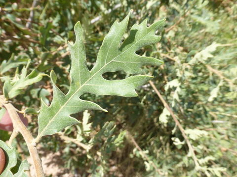 Image of Gambel Oak