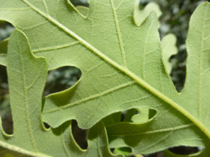 Imagem de Quercus gambelii Nutt.