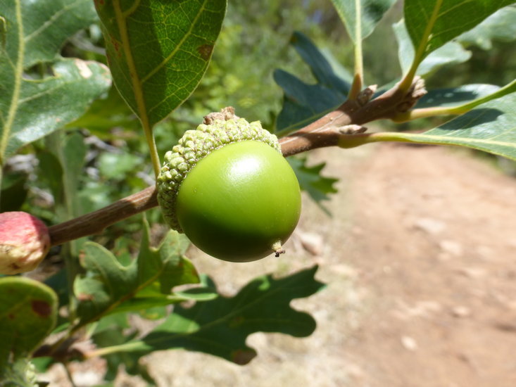 Слика од Quercus gambelii Nutt.