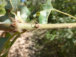 Imagem de Quercus gambelii Nutt.