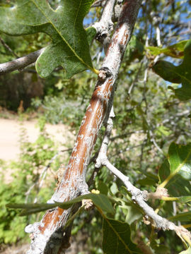 Image de Quercus gambelii Nutt.