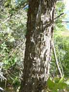 Image of Gambel Oak