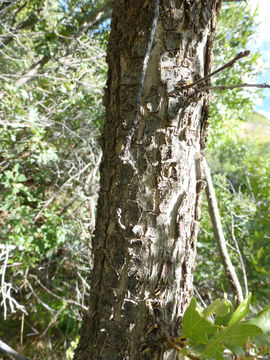 Image de Quercus gambelii Nutt.