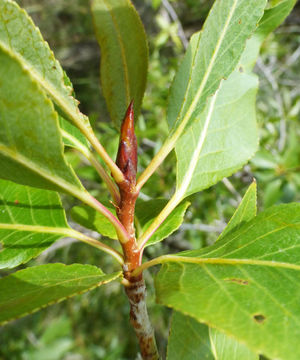 Image of narrowleaf cottonwood