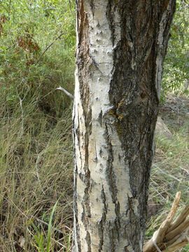 Image of narrowleaf cottonwood