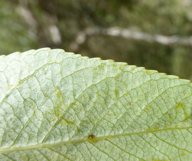 Image of narrowleaf cottonwood