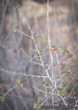 Image de Acalypha californica Benth.