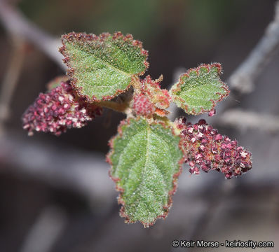 Image de Acalypha californica Benth.