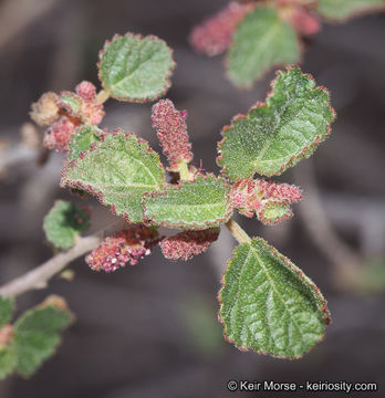 Imagem de Acalypha californica Benth.