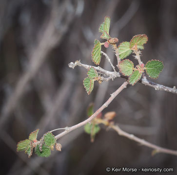 Image of California copperleaf