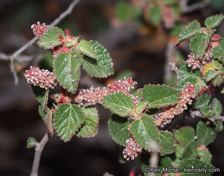 Image de Acalypha californica Benth.