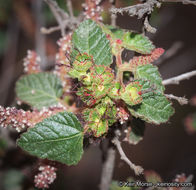 Imagem de Acalypha californica Benth.