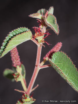 Image of California copperleaf