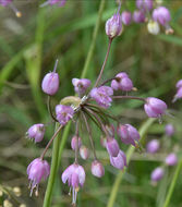 Image de ail penché