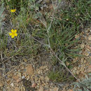 Image of woolly cinquefoil