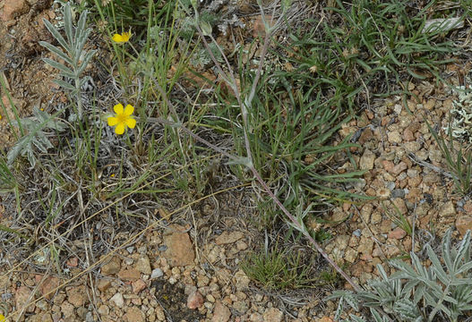 Image de Potentilla hippiana Lehm.