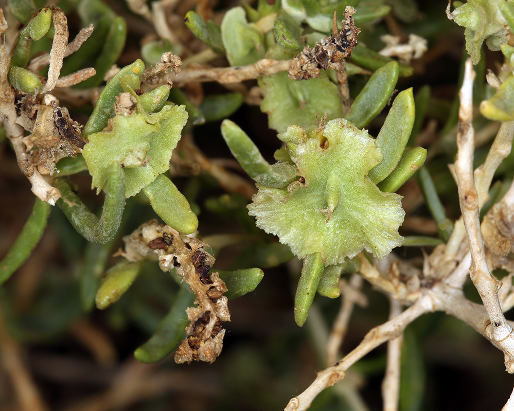 Image of black greasewood