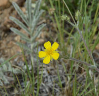 Image of woolly cinquefoil