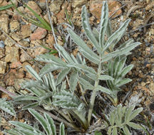 Image of woolly cinquefoil