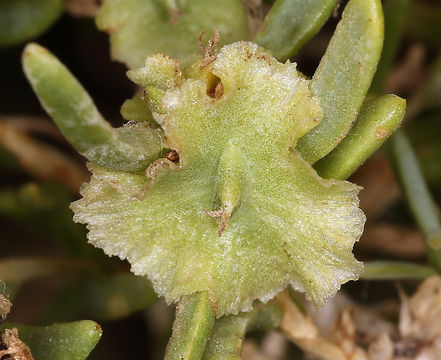 Image of black greasewood