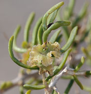 Image of black greasewood