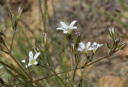 Image of Fendler's sandwort