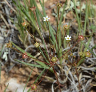 Image of pygmyflower rockjasmine