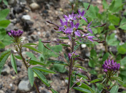 Image of Navajo spinach