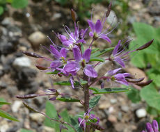 Image of Navajo spinach