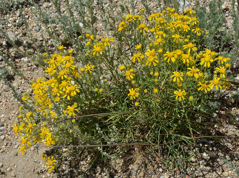 Imagem de Hymenoxys richardsonii var. floribunda (A. Gray) Parker