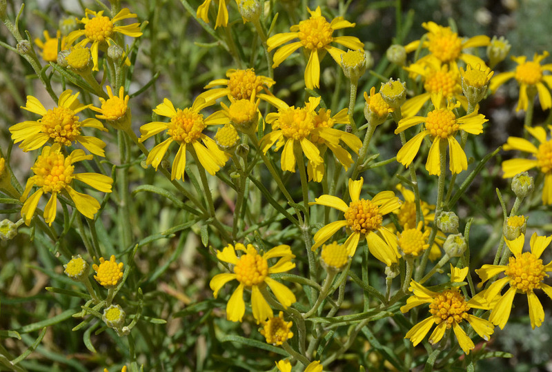 Image of Colorado rubberweed