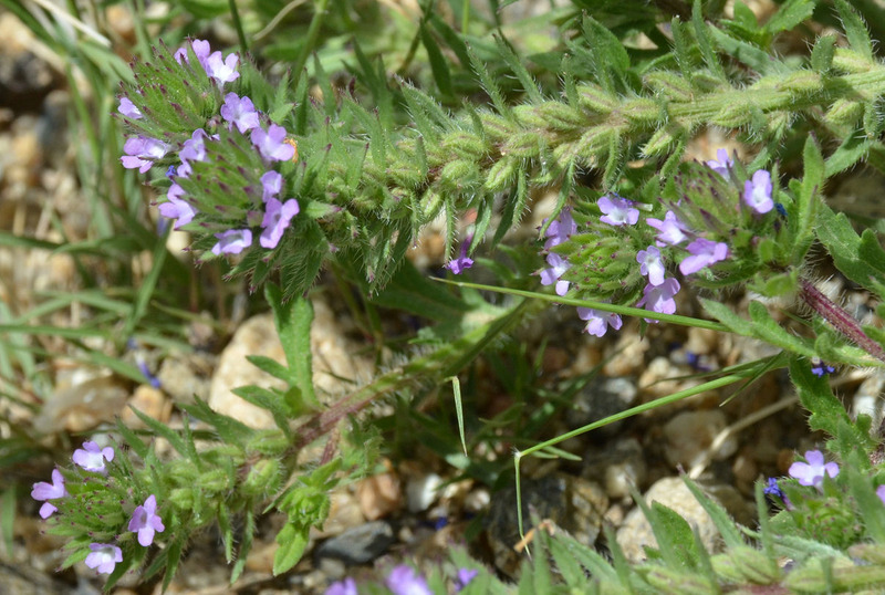 Sivun Verbena bracteata Cav. ex Lag. & Rodr. kuva