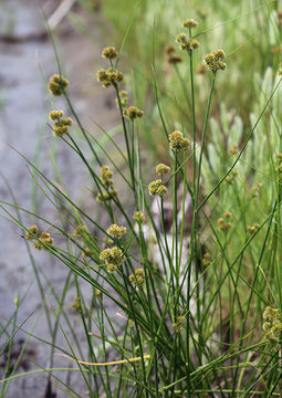 Juncus torreyi Coville的圖片