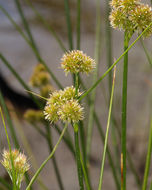 Juncus torreyi Coville的圖片