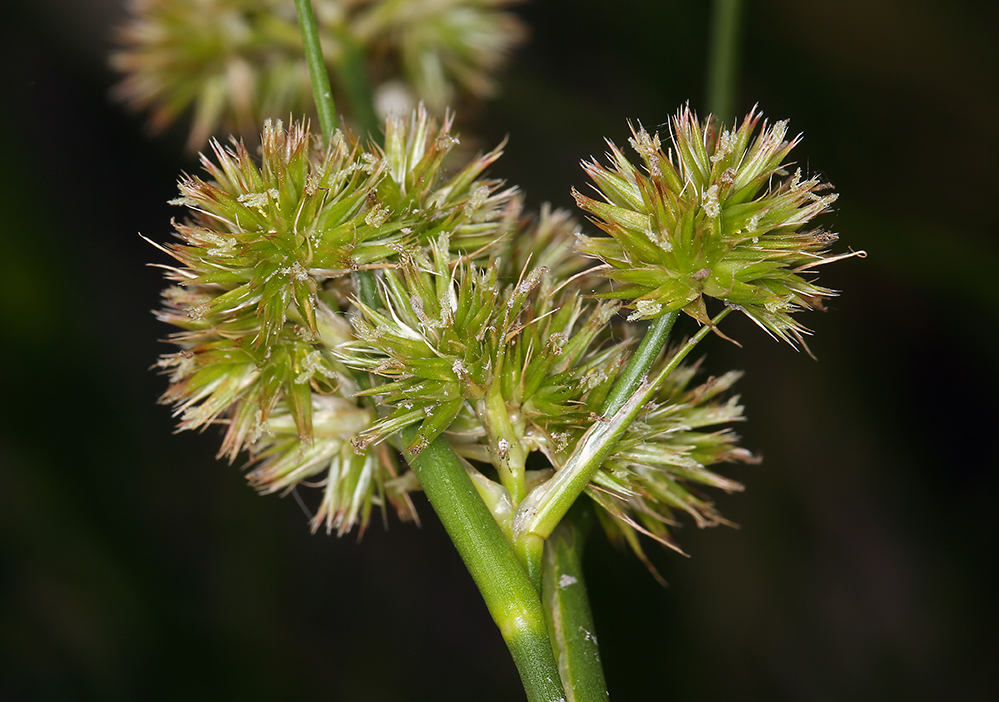 Juncus torreyi Coville的圖片