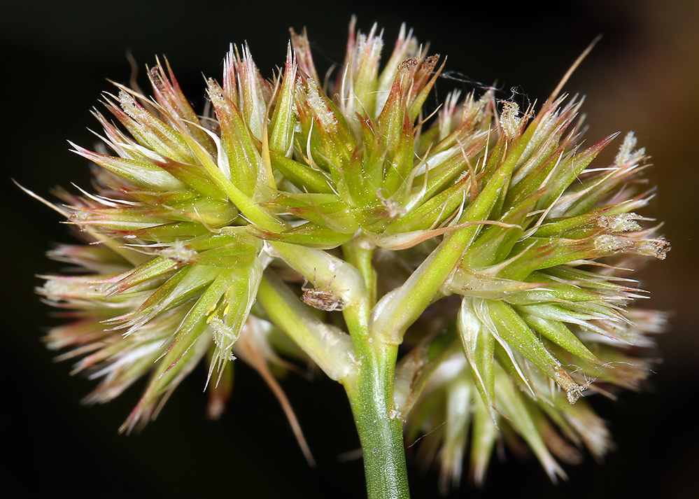 Juncus torreyi Coville的圖片