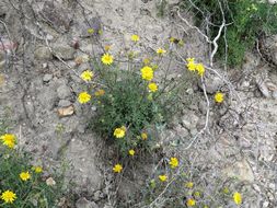 Image of Vasey's rockdaisy