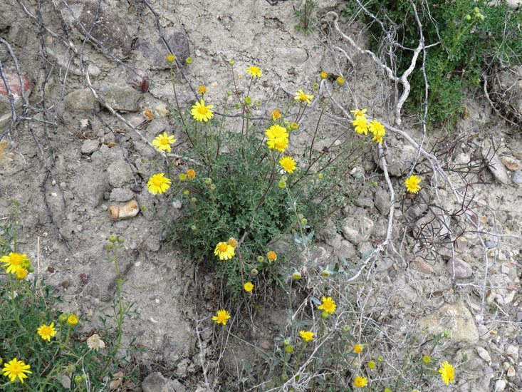 Image of Vasey's rockdaisy