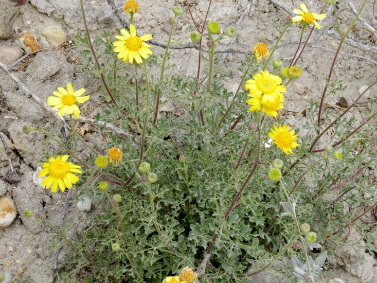 Image of Vasey's rockdaisy