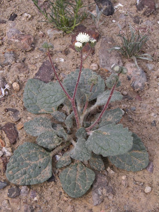 Слика од Psathyrotopsis scaposa (A. Gray) H. Rob.