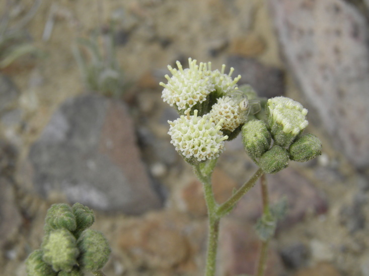 Слика од Psathyrotopsis scaposa (A. Gray) H. Rob.