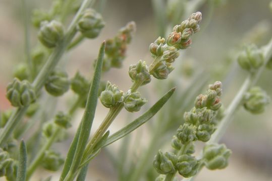 Слика од Oligomeris linifolia (Vahl ex Hornem.) Macbr.