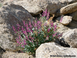 Image of San Jacinto beardtongue