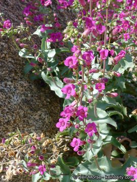 Image of San Jacinto beardtongue