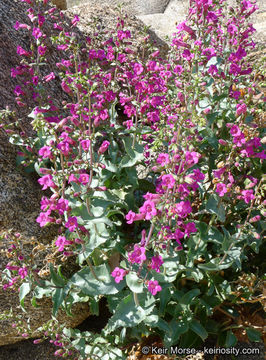 Image of San Jacinto beardtongue