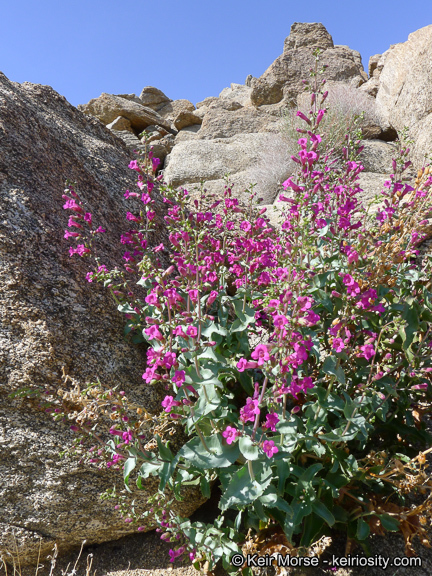 Image of San Jacinto beardtongue