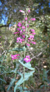 Image of San Jacinto beardtongue