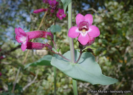 Image of San Jacinto beardtongue