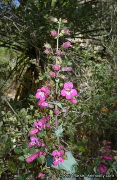 Image of San Jacinto beardtongue