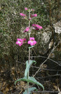 Image of San Jacinto beardtongue